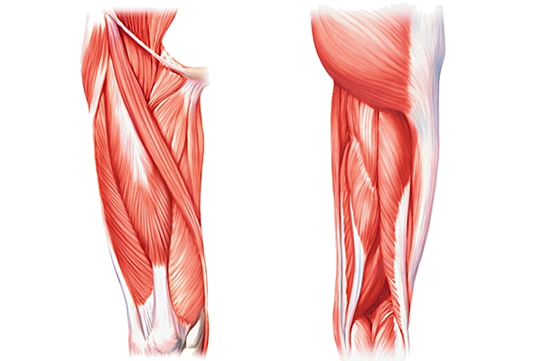 Muscles et tendons de la cuisse