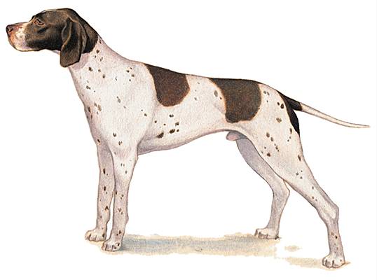 Pointer Pointer