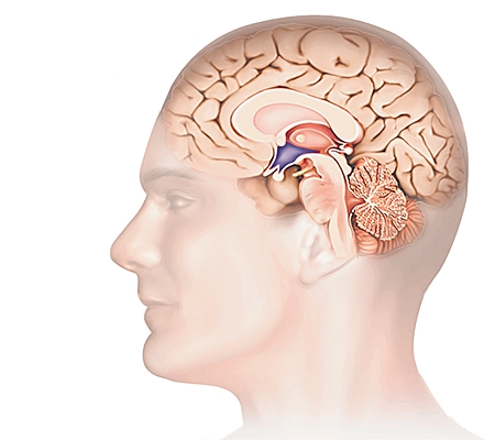 Localisation de l'hypothalamus