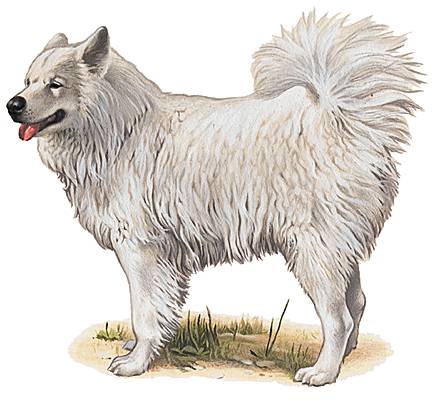 Samoyède Samoyède