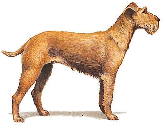 Irish-terrier Irish-terrier