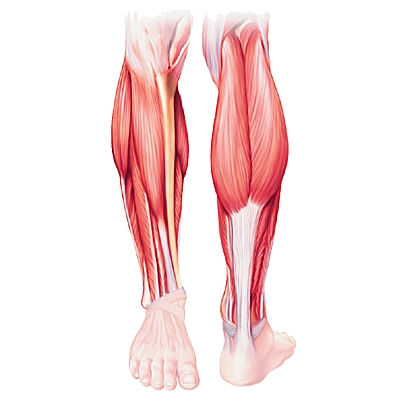 Muscles et tendons superficiels de la jambe