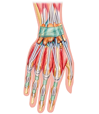 Muscles, tendons et ligaments de la main