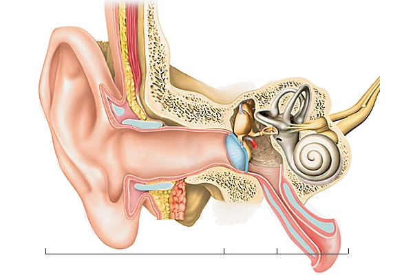 Oreille