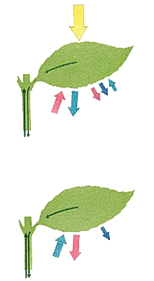 Principe de la photosynthèse