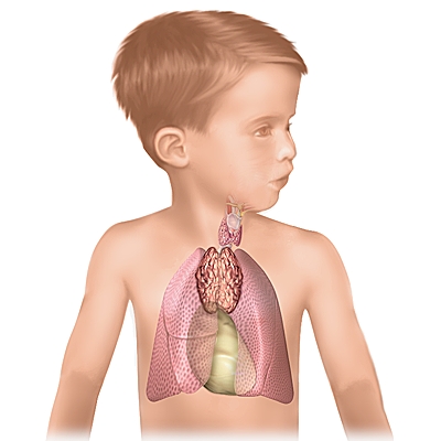 Localisation du thymus