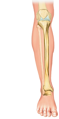 Tibia