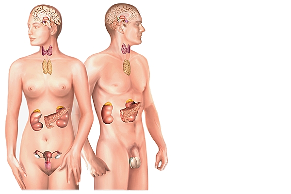 Glandes endocrines