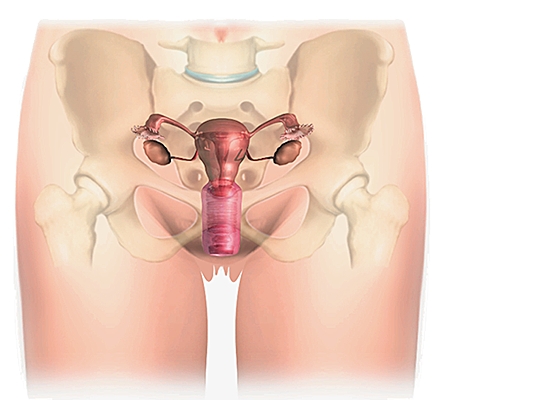 Appareil génital féminin
