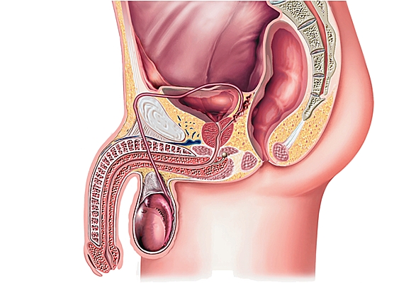 Appareil génital masculin