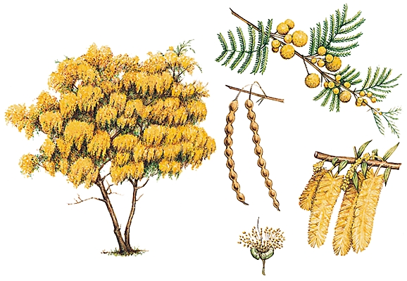 Acacias