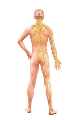 Nerfs et plexus nerveux Nerfs et plexus nerveux