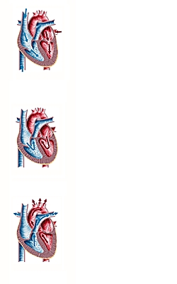 Cycle cardiaque