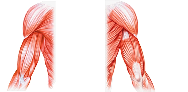 Muscles et tendons du bras