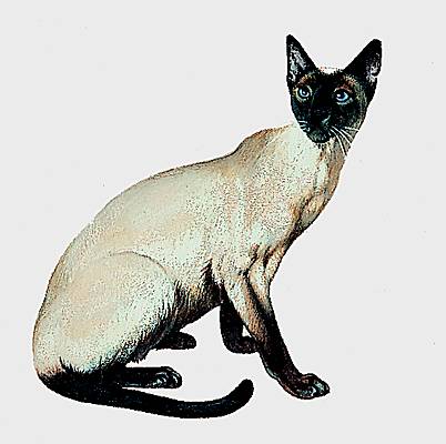 Miaulement de chat Miaulement de chat