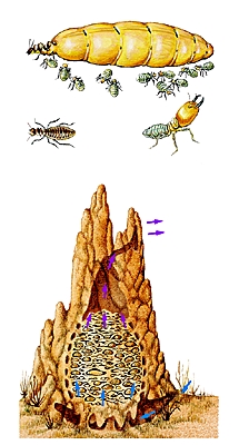 Termites