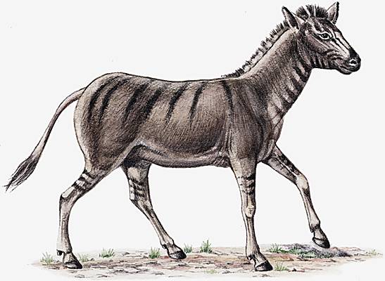 Reconstitution d'un hipparion Reconstitution d'un hipparion