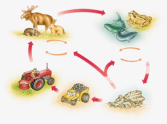 Cycle du phosphore Cycle du phosphore