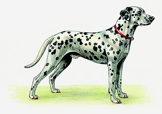 Dalmatien