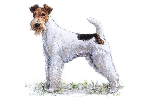 Fox-terrier Fox-terrier