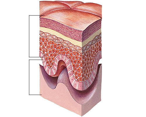 Coupe de l'épiderme