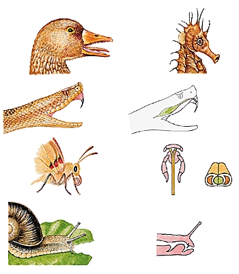 Bouches d'animaux Bouches d'animaux