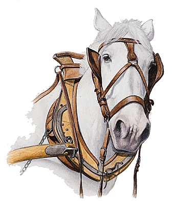 Collier pour l'attelage d'un cheval Collier pour l'attelage d'un cheval