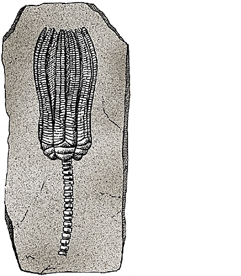 Crinoïde Crinoïde