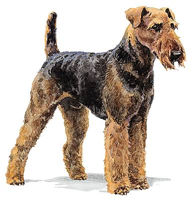 Airedale-terrier Airedale-terrier