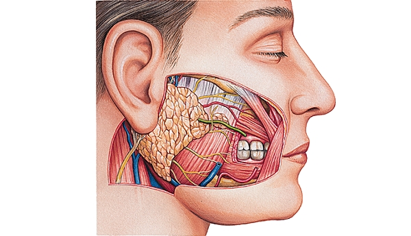 Glande parotide