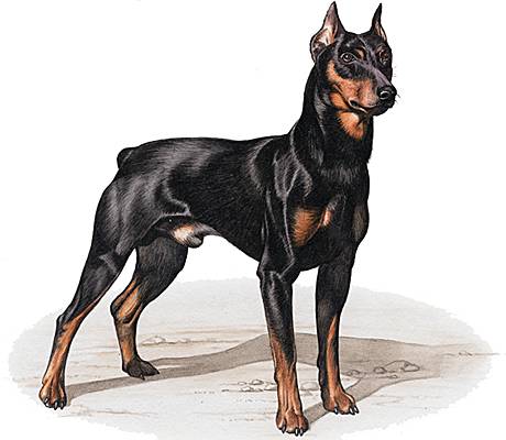 Pinscher Pinscher