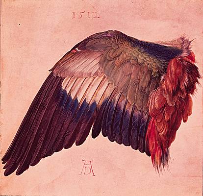 Albrecht Dürer, étude d'aile d'oiseau Albrecht Dürer, étude d'aile d'oiseau