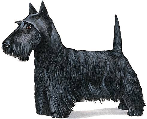 Scottish-terrier Scottish-terrier