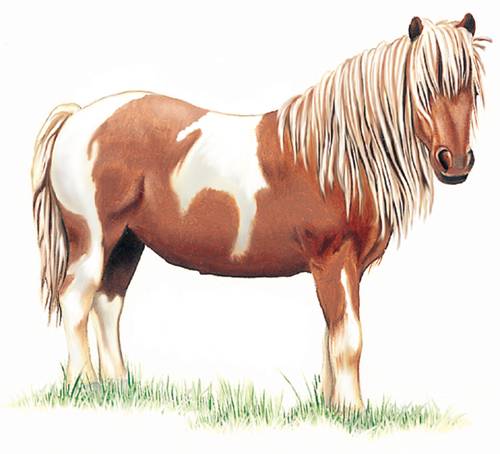 Poney Poney