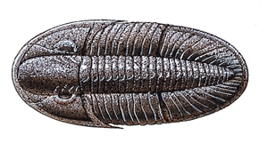 Trilobite