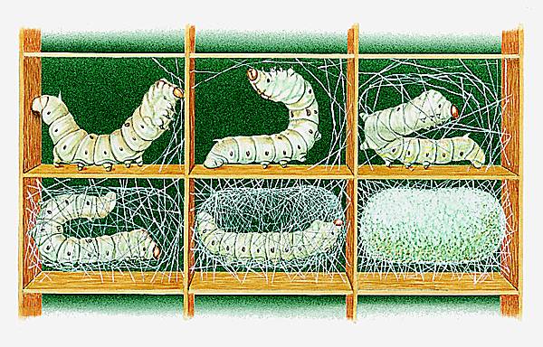 Sécrétion du cocon par des vers à soie