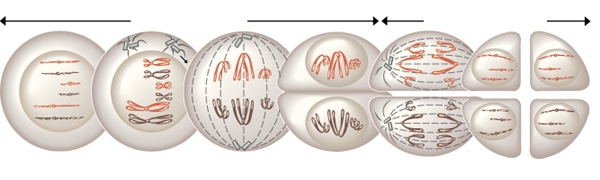 Phases de la méiose