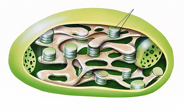 Chloroplaste