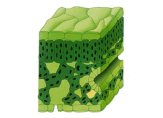 Feuille de « plante en C3 »