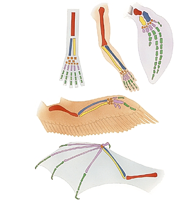 Adaptation du membre pentadactyle