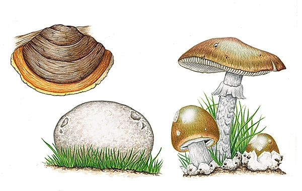 Champignons