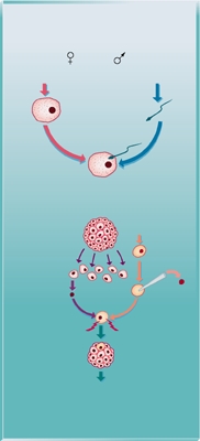 Clonage par transfert de noyau de cellules indifférenciées d'embryon