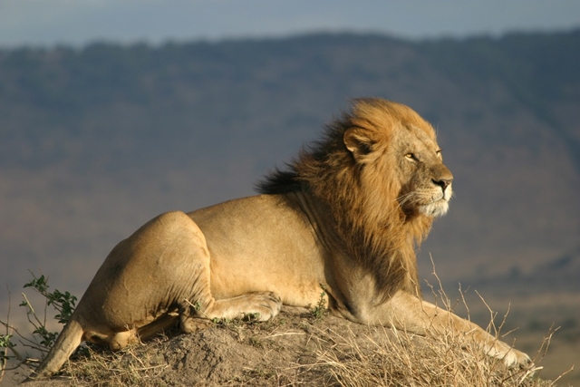 Lion Lion