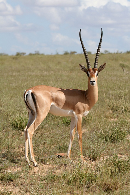 Gazelle