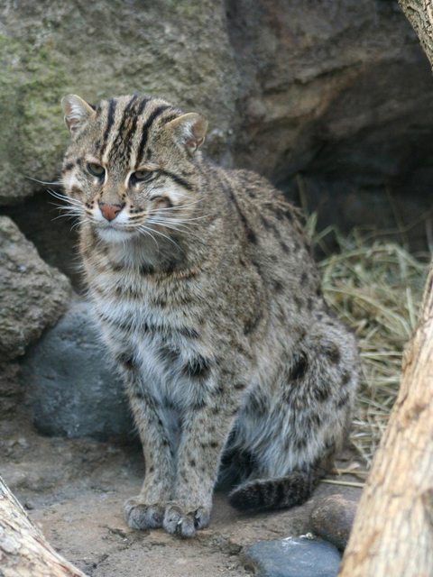 Chat sauvage Chat sauvage