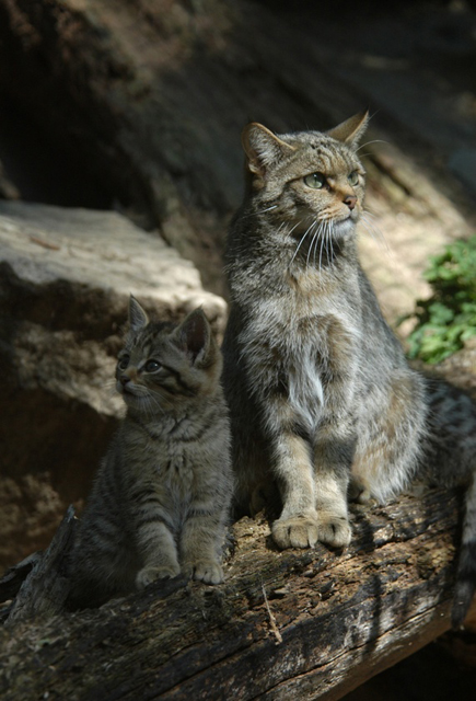Chat sauvage et petit Chat sauvage et petit