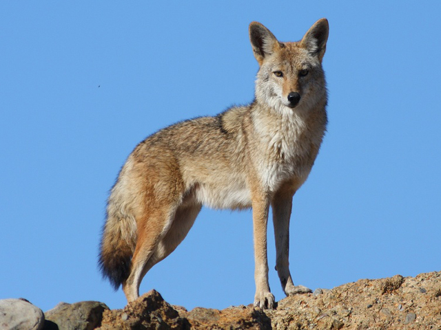 Coyote Coyote