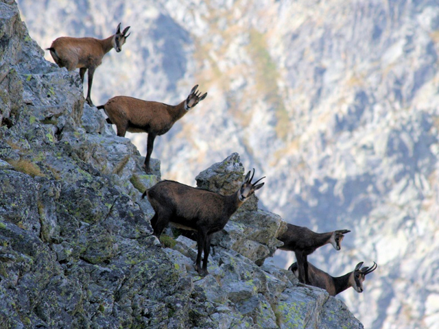 Chamois en troupeau Chamois en troupeau
