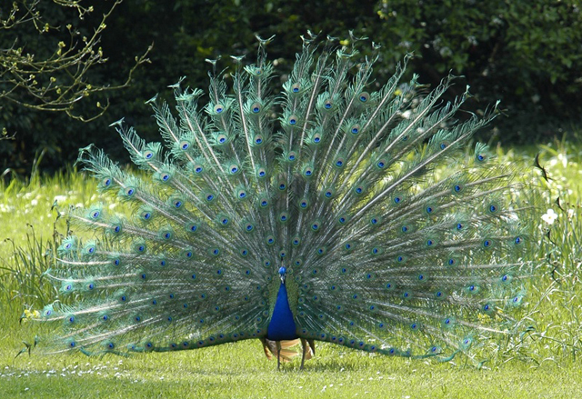 Paon faisant la roue