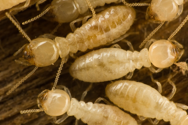 Termites Termites
